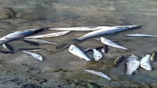 Adana'da derede toplu balık ölümü