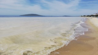 Avşa Adası kıyılarını deniz salyası kapladı