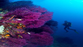 Ayvalık'ın kırmızı mercanları keşfedilmeyi bekliyor