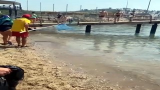 Balon balıkları, Alanya'da sahil kıyısında görüntülendi