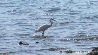 Bodrum'da "küçük ak balıkçıl" avlanırken görüntülendi