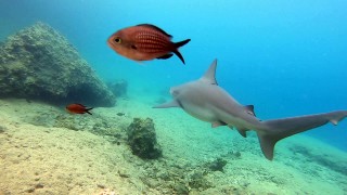 Boncuk Koyu'nda kum köpek balıklarına kameralı takip