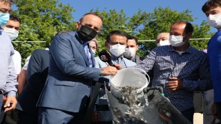 Çanakkale Boğazı'na 22 bin balık yavrusu bırakıldı