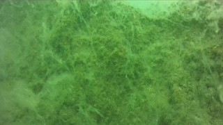 Denizlerdeki tehlike "müsilaj" suyun altında varlığını sürdürüyor