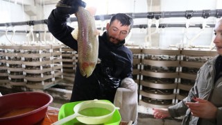 Devlet desteğiyle kurduğu tesiste gökkuşağı alabalığı üretiyor