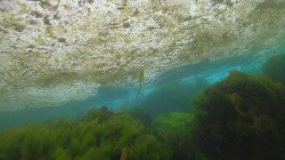 Kadıköy'den Marmara'ya daldı, deniz dibini saran salyayı görüntüledi