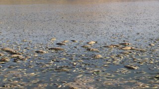 Mardin'de toplu balık ölümleri görüldü