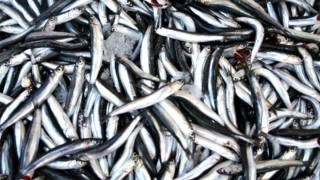 Muğla'da temizlenen 20 ton balık sağlık çalışanlarına dağıtıldı