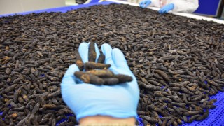 Prof. Dr. Yaşar: Deniz patlıcanı 'denizlerin akciğeri'