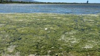 Prof. Yaşar: Denizi öldürüp, organlarını bağışlamayın