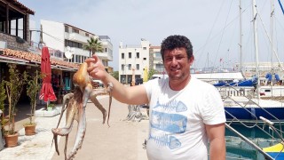 Tam kapanmada, ahtapotlar limana kadar geldi