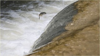 Van'da oksijensiz kalan inci kefallerine barajdan "can suyu" takviyesi