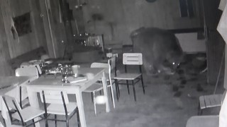 Alabalık tesisine dadanan ayı, bu yıl pencereden girdi