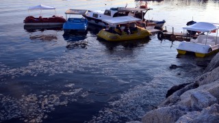 Avcılar Sahili'ni müsilaj kapladı
