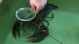 Balıkhaneden aldıkları ıstakozdan 150 yavru elde ettiler