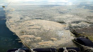 Deniz salyası Karadeniz’de