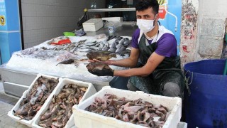 Dışı zehirli içi lezzetli iskorpit balığı Sinop'ta tezgahları süslüyor