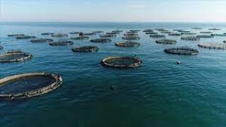 Doğu Karadeniz'den yılın ilk 5 ayında 12 ülkeye 35,2 milyon dolarlık su ürünleri ihraç edildi