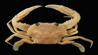 Mavi yengeçler ‘istilacı yengeç’ tehdidi altında