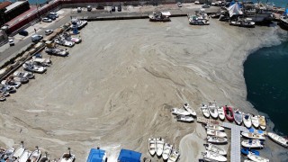 Müsilaj, yeniden Tekirdağ sahilinde