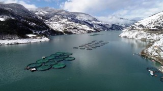 Ordu'da kafes balıkçılığından yılın ilk 6 ayında 110 milyon lira gelir elde edilmesi hedefleniyor