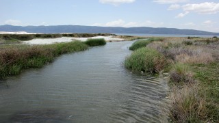 Salda Gölü’nü kirletenler bulundu: İnekler