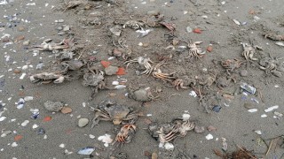 Silivri'de ölü yengeç tedirginliği