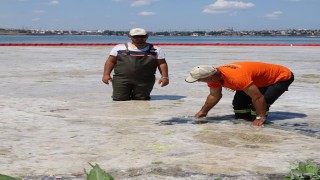 Tekirdağ'da deniz salyası temizliği