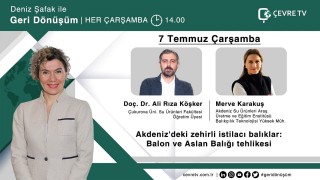 “Akdeniz'deki zehirli istilacı balıklar: Balon ve Aslan Balığı tehlikesi”