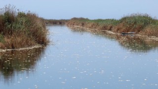 Büyük Menderes Nehri'ndeki toplu balık ölümlerine inceleme