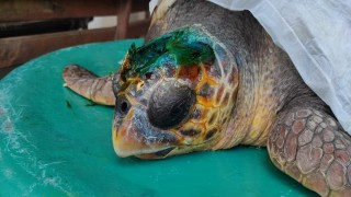 Çanakkale'de yaralı caretta caretta tedaviye alındı.
