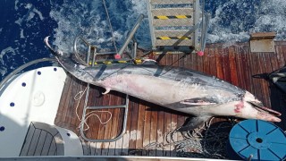 Datça açıklarında buldukları ölü yunusu teknelerine aldılar