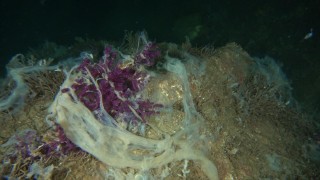 Deniz altındaki müsilaj Marmara ve Kuzey Ege'yi tehdit etmeye devam diyor