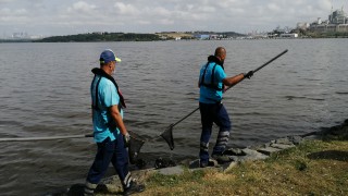 Küçükçekmece Gölü'nde kıyıya vuran ölü balıklar toplanıyor