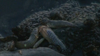 Küçükçekmece Gölü'nde ölü balık ve yengeçler kıyıya vurdu