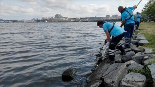 Küçükçekmece'de kıyıya vuran balık ölümleri giderek artıyor