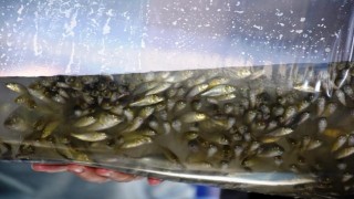 Manisa'da 694 bin pullu sazan yavrusu göl ve göletlere bırakıldı