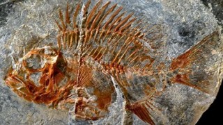 Meksika'da 95 milyon yıllık balık fosili bulundu