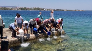 Muğla'da 30 bin levrek yavrusu denize bırakıldı