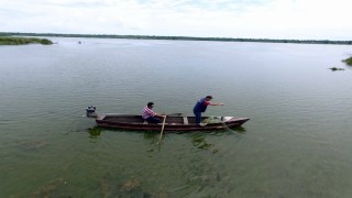 Samsun'da balıkçıları zarara uğratan İsrail sazanının popülasyonunu azaltmak için çalışma başlatıldı