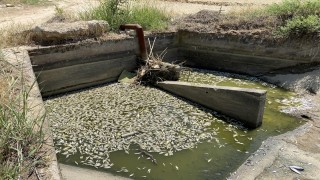 Suyun tahliye edildiği barajdan balık ölülerini sepetlerle topladılar