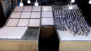 Adana'da balıkçılar 15 Eylül'de sona erecek av yasağının bitmesini bekliyor