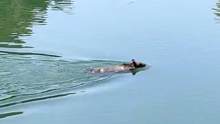 Bozayıyı yüzerken görüntüledi