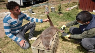 Eğirdir'de dişi su samuruna da araç çarptı