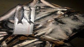 Gürpınar Su Ürünleri Hali'ndeki denetimde yarım ton balığa el konuldu