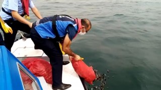 Kaçak avlanan yarım ton midye denize bırakıldı
