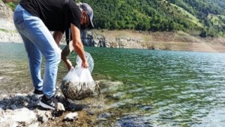 Samsun'da baraj ve göllere 1 milyon 600 bin sazan yavrusu bırakıldı