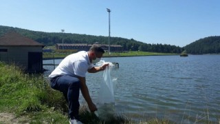 Topuk Yaylası'ndaki 2 gölete 50 bin sazan yavrusu bırakıldı