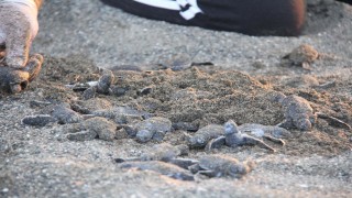 Yavru deniz kaplumbağalarının denize yolculuğu başladı