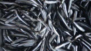 Balık fiyatları yarı yarıya düştü